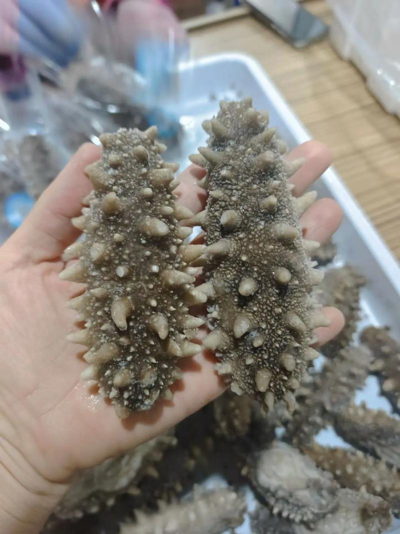 顺风科技 工厂直发海参全品类解决方案，即食淡干礼盒顺丰直达